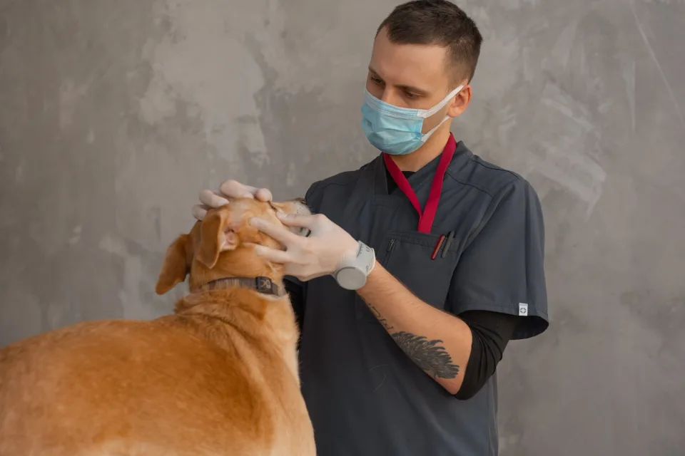 Thuốc và vật dụng thú y có sẵn tại quầy
